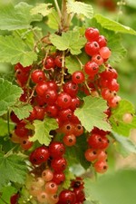 Lot graines de - 10,