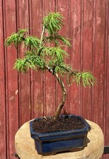 BONSAÏ PSEUDOLARIX AMABILIS