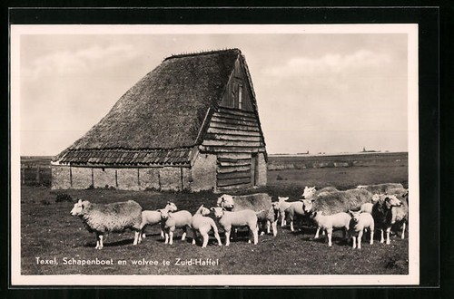 Texel pénitence des moutons - texel,,