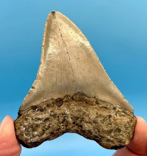 Megalodon shark tooth - megalodon,