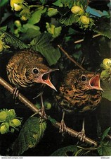 Animals - Birds - Young Musician Thrives - CPM - See Double-Sided Scans