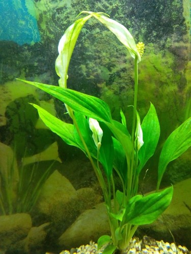 Spathiphyllum wallisii pied