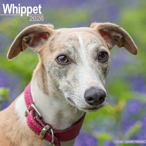 Calendrier 2026 whippet - calendrier,
