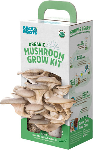 Organic oyster mushroom - organic,