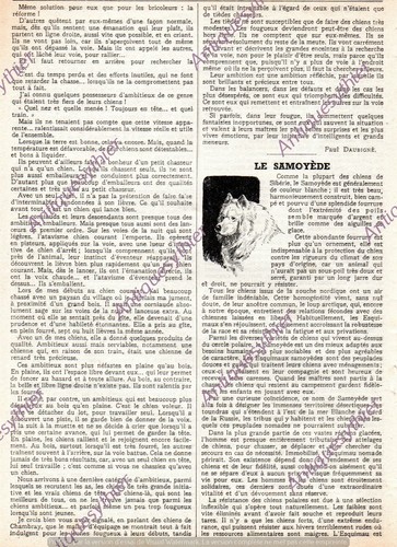 Samoyede chien article de - samoyede,