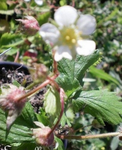 Fraise anablanca fruits - fraise,