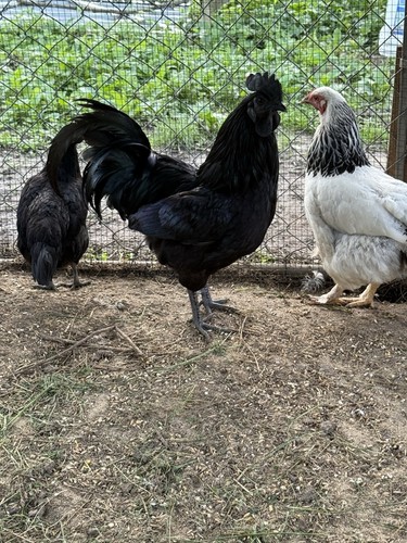 Ayam cemani fertilized - ayam,