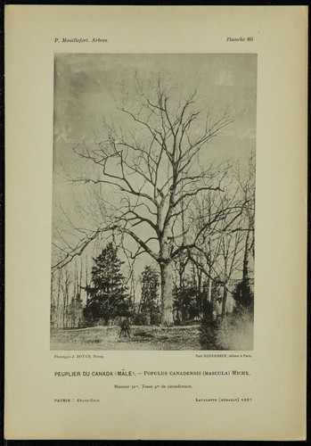 1898 peuplier canada - 1898, du