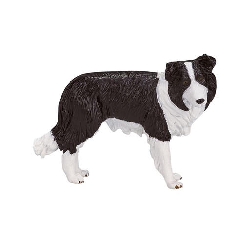 Chien border collie - border,