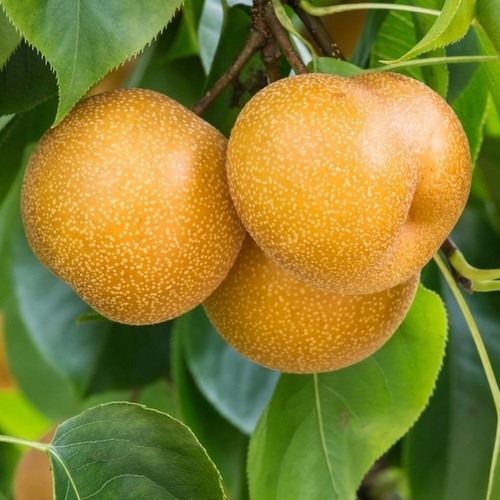 Plante fruitière mais - mais, nashi