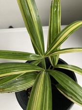 Trachycarpus fortunei