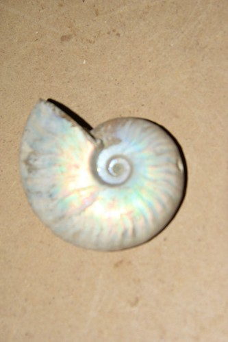 Ammonite aioloceras besairiei - ammonite,