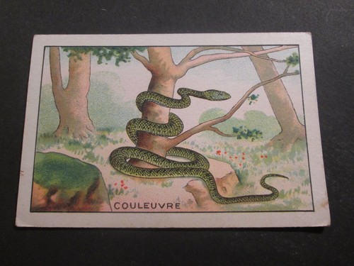 Sans marque la couleuvre - sans,