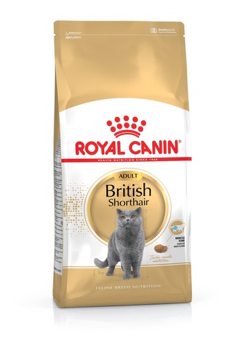 British shorthair nourriture - shorthair,