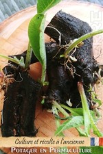 Consoude (Bocking 14) (de