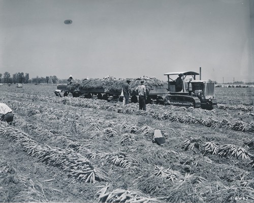 Brawlay 1950 tracteur - brawlay, c.
