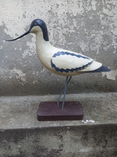 Avocette élégante appelant - Élégante,