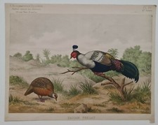 Pheasant prelate circa 1890 chromolithograph breeding birds press