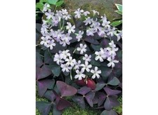 Oxalis triangularis pourpre, 1