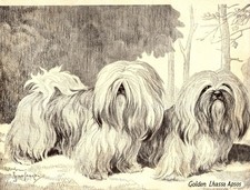 1930s Antique Lhasa Apso Dog