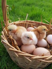 ☀️ 12 Oeufs Fécondés de