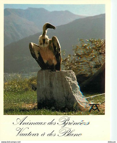 Carte postale animaux - -,