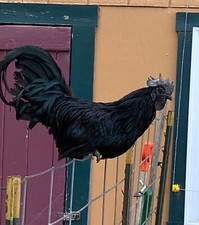 12+ Fertile Rare Ayam Cemani