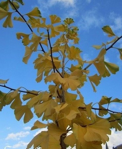 Arbre aux ecus - ♫,