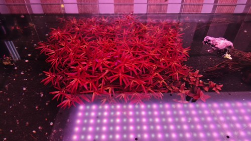 Plantes arrière plan - d’arrière-plan, pour