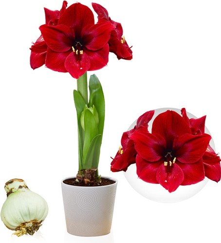 Bulbes amaryllis dark - -,