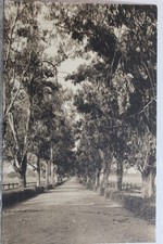 California CA Stanford University Palo Alto Eucalyptus Avenue Postcard Old View