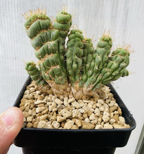 Eulychnia castanea spiralis - eulychnia,