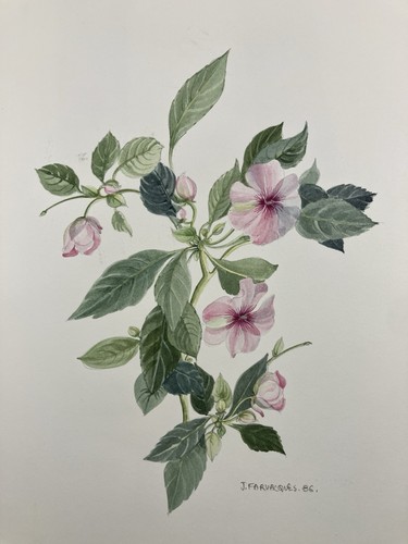 Aquarelle originale etude - aquarelle,