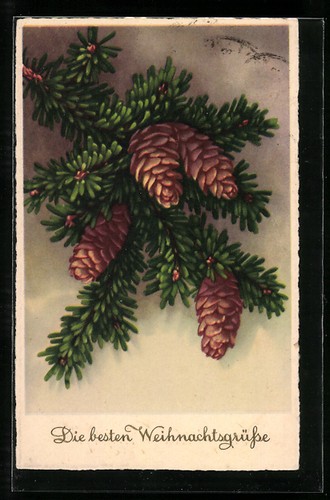Branche sapin avec cônes - branche,