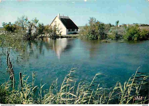 Carte postale camargue - postale,