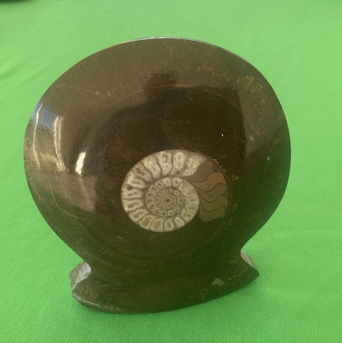 Ammonite fossile dévonien - ammonite,
