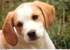 Animals - Dogs - Breton Spaniel - Puppies - CPM - See Duplex Scans