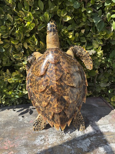 Magnifique tortue mer - magnifique, de
