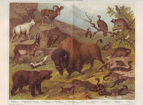 Nearktis ours grizzly - ours,