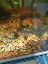 Bébé Ancistrus Gold Et