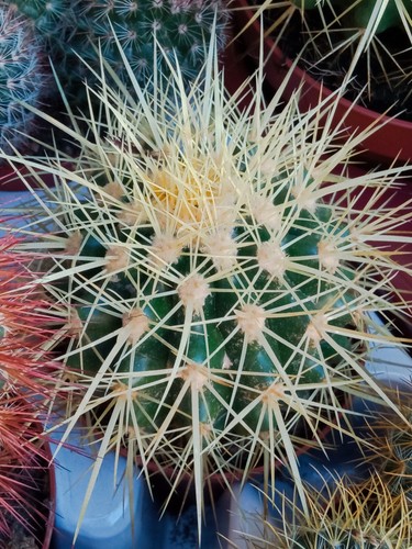 Cactus echinocactus grusonii - cactus,