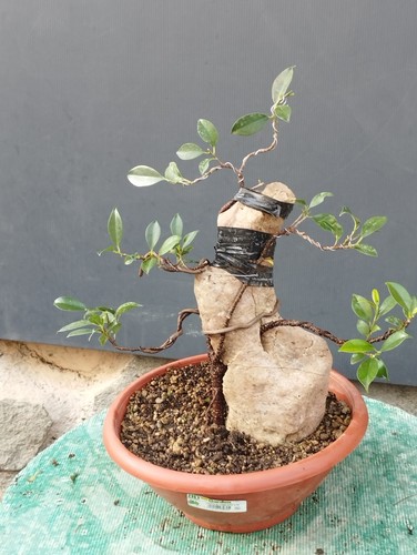 Bonsaï ficus 14 cm - 40,