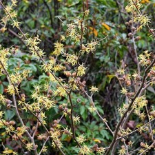 Hamamelis virginiana -