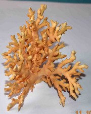 CORAL - EXCEPTIONAL ORANGE CORAL BRANCH - 127/98/93mm - 74gr