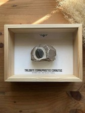 🦀 Trilobite Cornuproetus