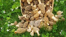 Morel Mushroom Grow Kit for