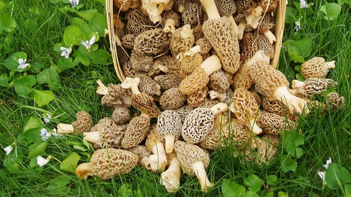 Morel mushroom grow kit - mushroom,