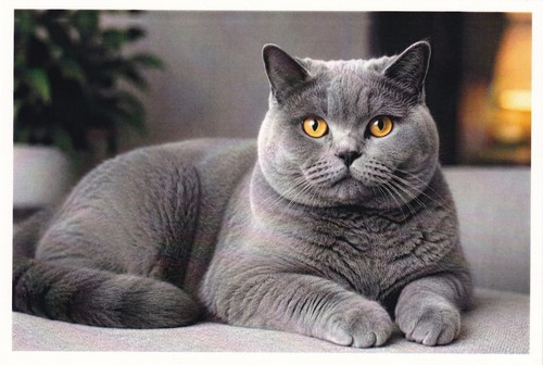 Carte postale chat - chat, british