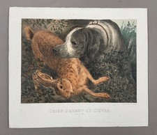 Chien d'arrêt et lièvre