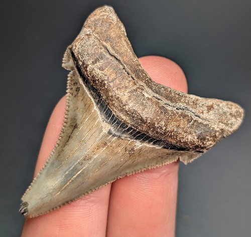 Real quality megalodon - real,